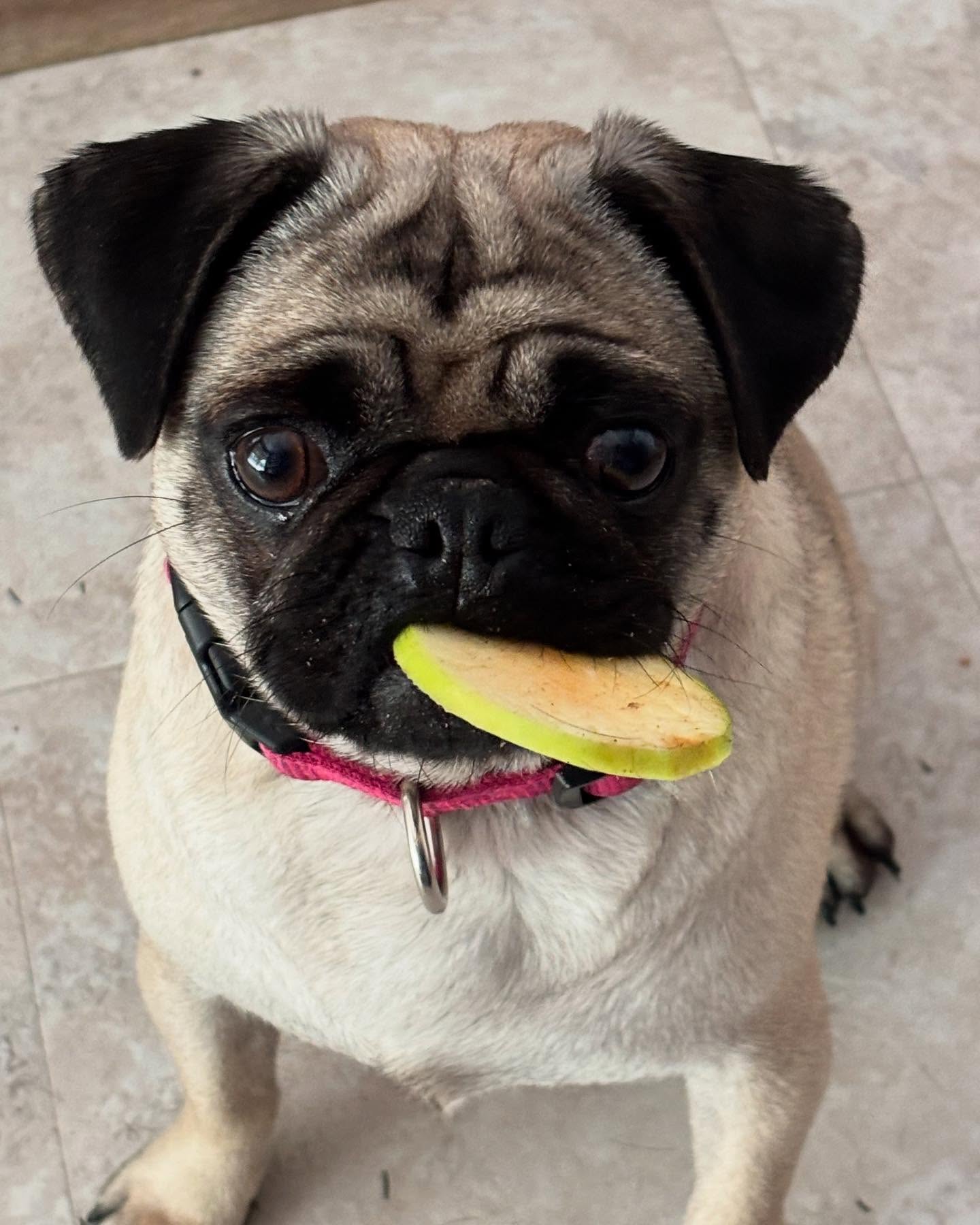 Dog Chips- Apple Chips - Small Bag