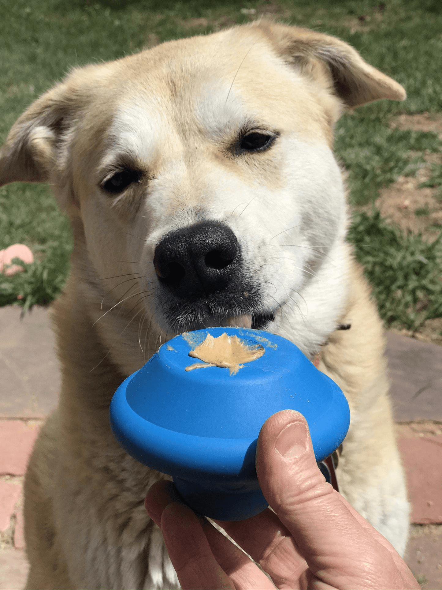Ultra-Durable Flying Saucer Chew Toy & Treat Dispenser for Dogs